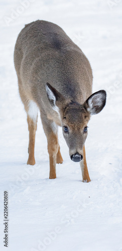 White tail deer doe in the snow of New England