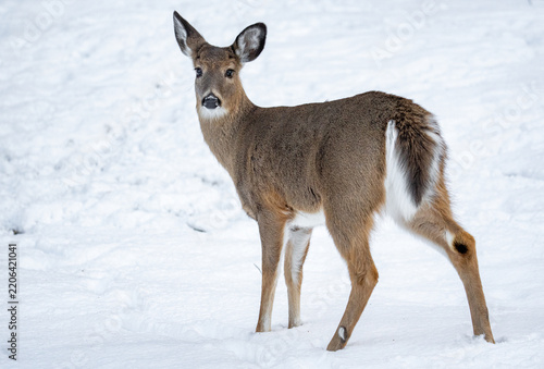 White tail deer doe in the snow of New England