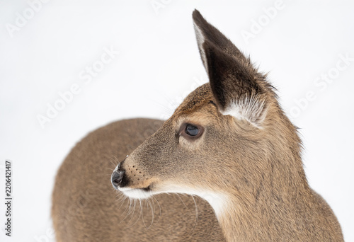 White tail deer doe in the snow of New England