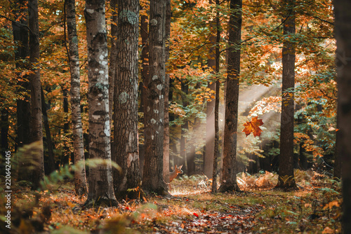 Sunlight beams streaming through autumn forest trees in golden season with sunlight