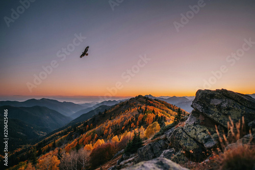 Bird flying over mountain peaks during golden sunrise sunset with mountain