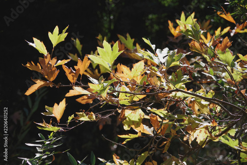Branches and leaves of a maple tree in autumn colors