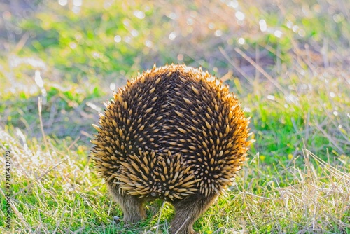 Short-beaked echidna, from. behind, forgaing at sunset, Summerlands, Phillip Island, Victoria Australia