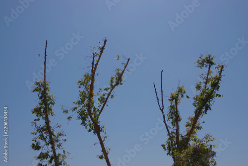 Trimmed City Trees under Blue Sky
