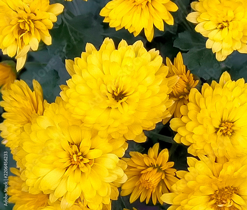 家に咲いていた菊の花です