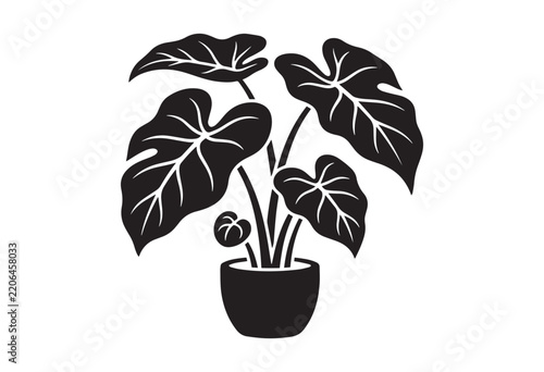 Minimalist black silhouette of an alocasia houseplant in potted. Elephant ear plant silhouette.