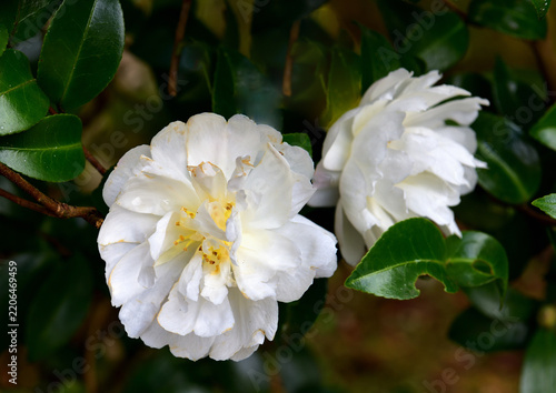 日光市の裏道で見つけたサザンカの花