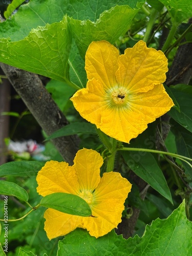 Pumpkin blossoms are bright yellow edible flowers.