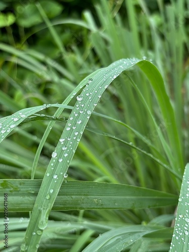 Lemongrass leaves with water droplets.