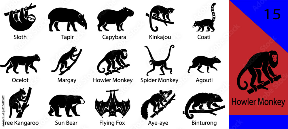 Obraz premium Black tropical animal silhouette icons set sloth tapir capybara kinkajou coati ocelot howler monkey kangaroo bear fox binturong editable vector