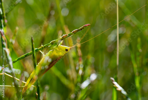 Katydid nymph clinging upside down to a grass spikelet 