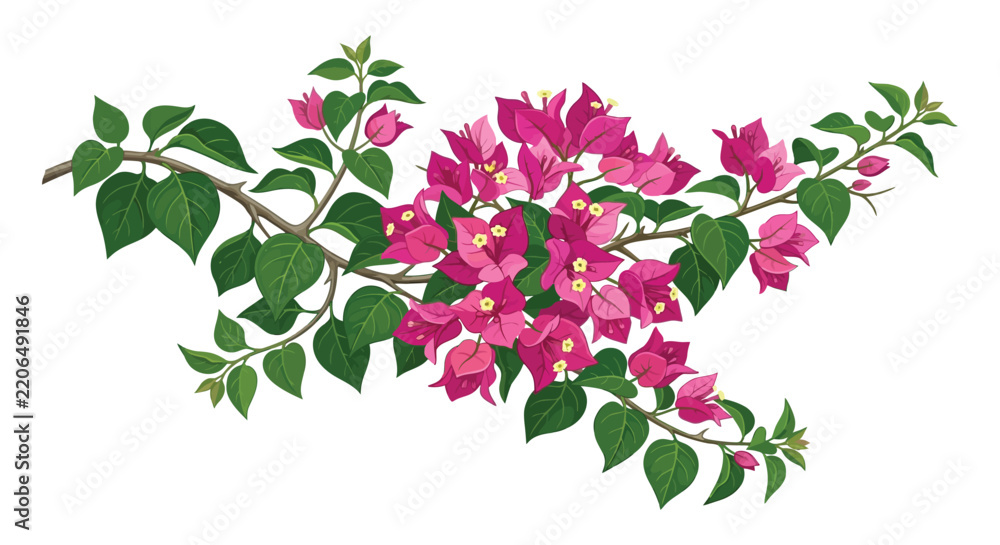 Naklejka premium Bougainvillea branch with vibrant magenta flowers and glossy green leaves
