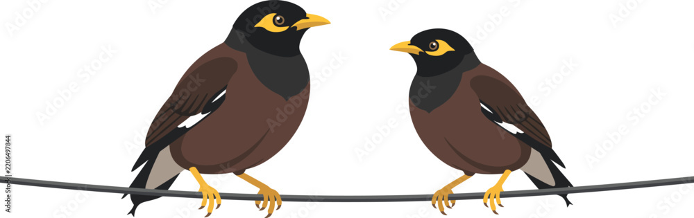 Fototapeta premium Two common myna birds sitting together on a thin wire line facing each other isolated on white background vector illustration design