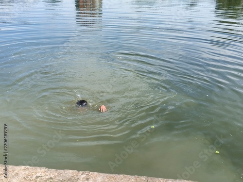 peaceful pond water with swimmer creating circular ripples
