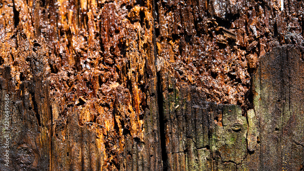 Fototapeta premium Weathered wood repair for termite damage. Wood repair after timber deterioration. Wood repair for damaged timber. Splintered wood repair after pest control.