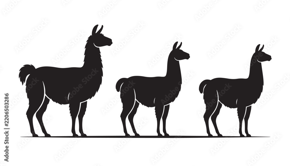 Fototapeta premium black color silhouette set of three llama vector illustration, solid white background