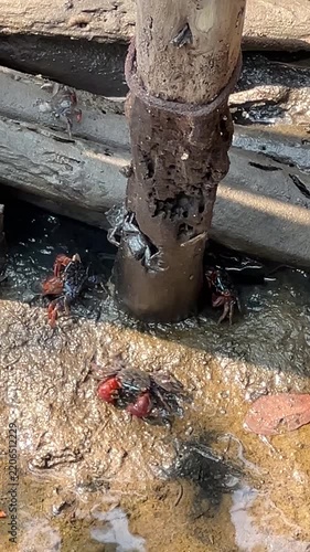 Group of Mangrove Crab son the Wetland at Daytime. Vertical Footage