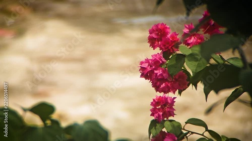 Pink Bougainvillea flower blossoms near the gate.	