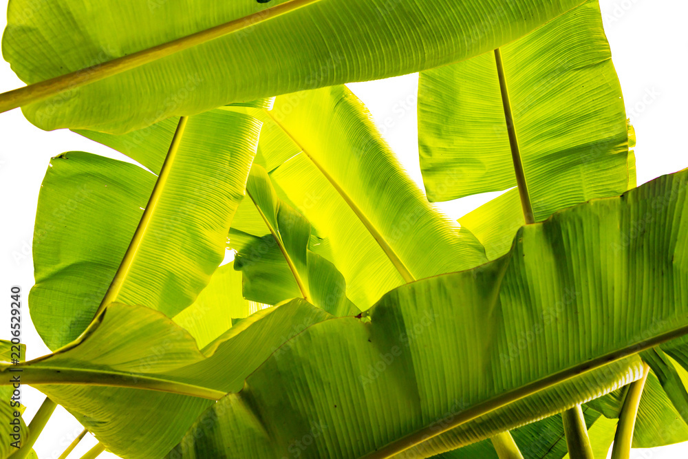 Obraz premium Fresh Green Banana Leaves Isolated on Transparent Background