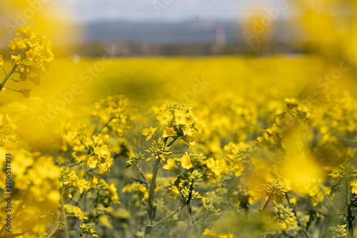 Close-up of canola flowers in a vast yellow field, evoking spring warmth and ...