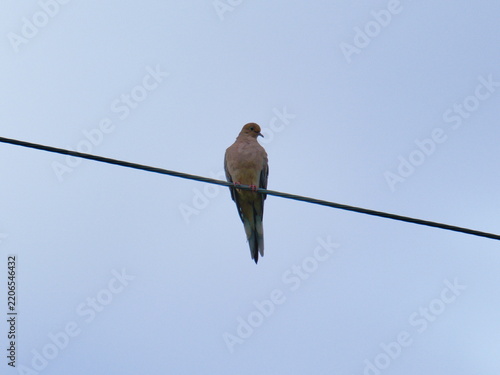 Mourning Dove Peacefully Sitting on a Line