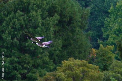 Pair of Canadian Geese Flying Together Among the Trees