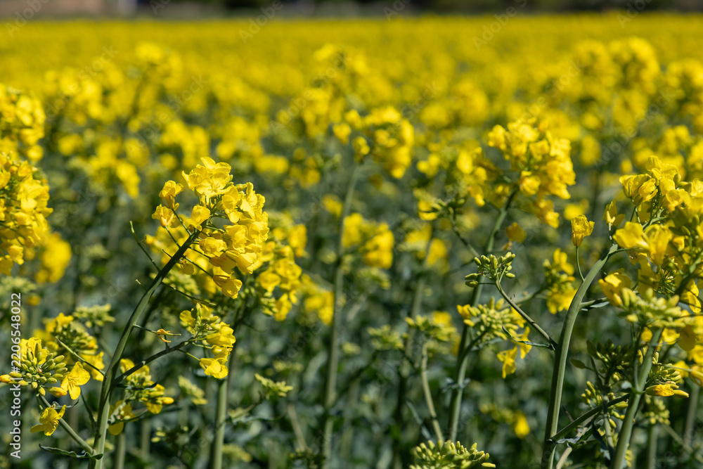 Obraz premium Vibrant yellow canola blooms cover a sprawling rapeseed field, creating a sunny spring landscape.