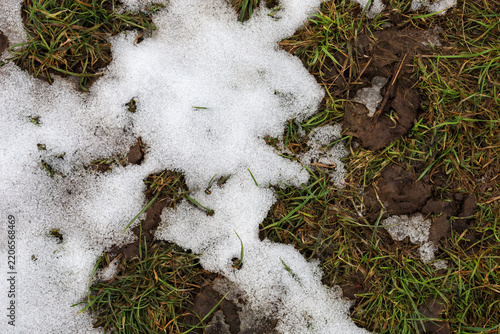 Cuadro en lienzo Green grass and dark soil emerge from beneath melting loose snow during an early spring thaw