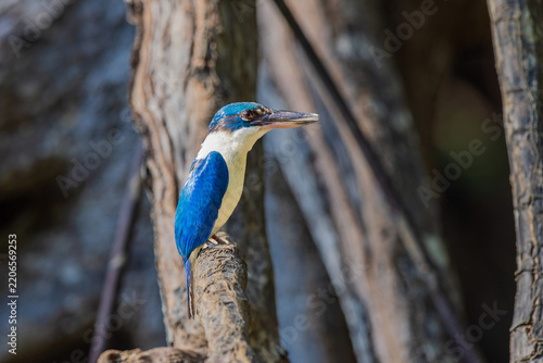 Collared Kingfisher, beautiful bird perching on the branch.