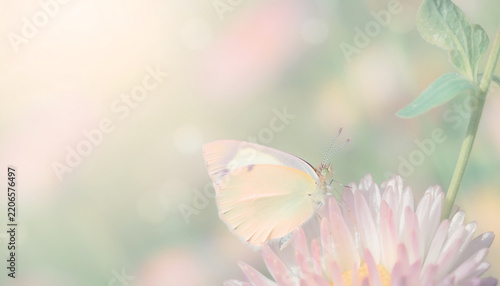 Pale butterfly perched on pink flower with soft pastel background