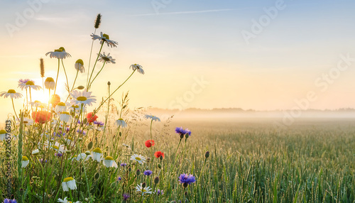 Dew covered wildflowers in a misty meadow at sunrise