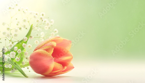 Peach tulip with baby's breath flowers and water droplets