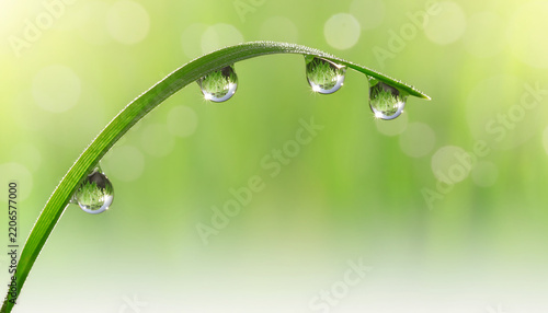 Dew drops hanging from curved green grass blade with bokeh
