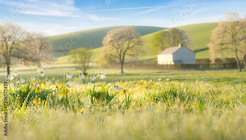 Spring meadow with snowdrop flowers, farmhouse and rolling hills