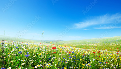Colorful wildflower meadow under a bright blue sky