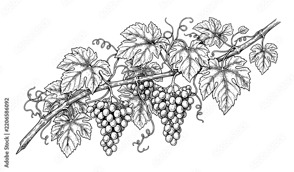 Obraz premium Monochrome Vintage Grape Vine with Ripe Grape Clusters and Detailed Leaves Botanical Vector
