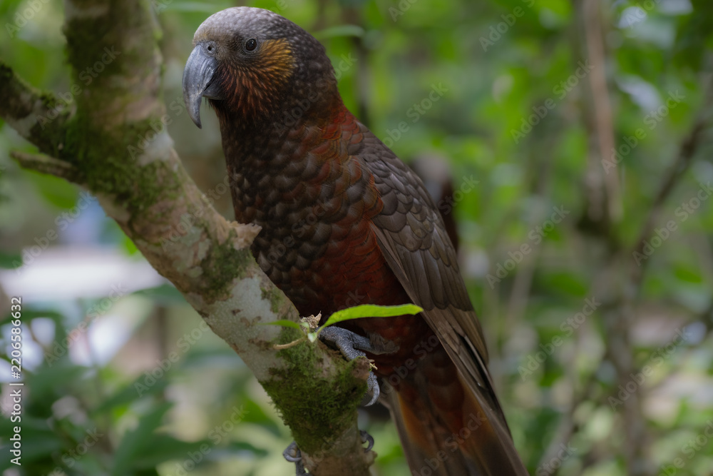 Obraz premium Kākā Looking Down