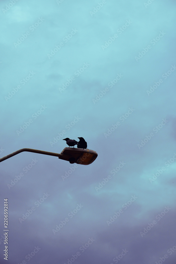 Obraz premium two crows on street light at sunset