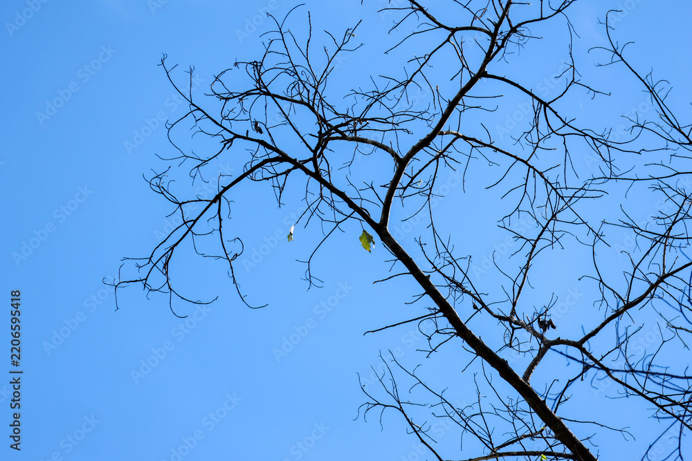 Obraz premium Bare branch silhouette against blue sky creates sparse natural pattern with minimal foliage and quiet seasonal atmosphere for background design