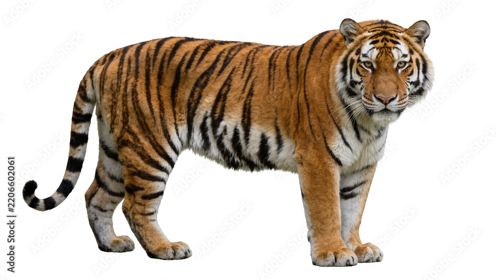 Fototapeta premium Majestic Bengal tiger with orange and black stripes, isolated on transparent background