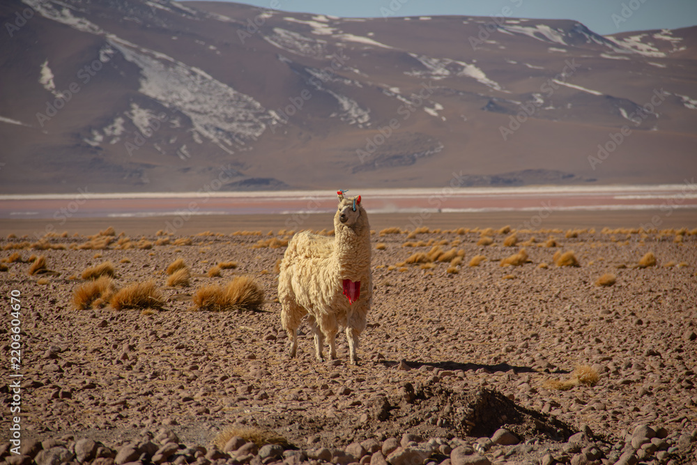 Obraz premium Vicuña standing in a vast high-altitude desert landscape