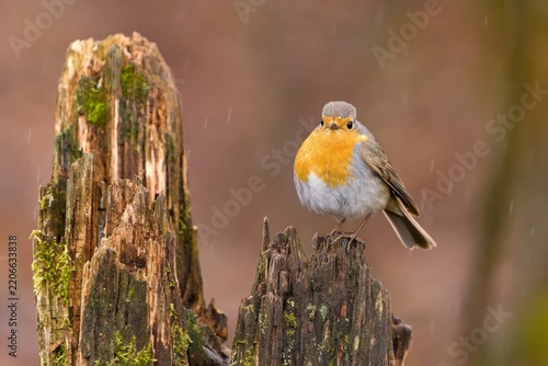 A redbreast in the nature habitat. Erithacus rubecula. A cute eurasian robin sits on a tree stump. 