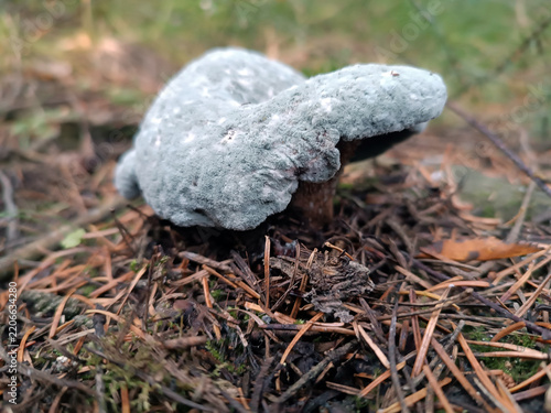 Lactarius mushroom covered in marble-like mold in the forest. Milk mushroom covered in intricate marble mold growing on the forest floor in a damp woodland setting