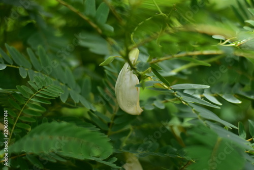 White Agasta flower, Sesban, Vegetable Humming bird, Humming bird tree, Butterfly tree, Agati Sesbania grandiflora