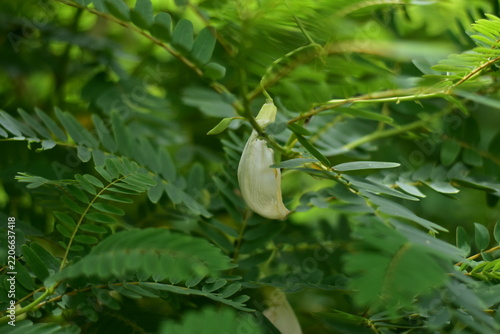White Agasta flower, Sesban, Vegetable Humming bird, Humming bird tree, Butterfly tree, Agati Sesbania grandiflora