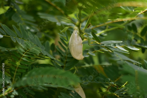 White Agasta flower, Sesban, Vegetable Humming bird, Humming bird tree, Butterfly tree, Agati Sesbania grandiflora