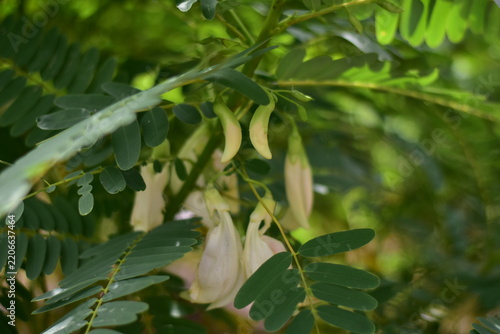 White Agasta flower, Sesban, Vegetable Humming bird, Humming bird tree, Butterfly tree, Agati Sesbania grandiflora