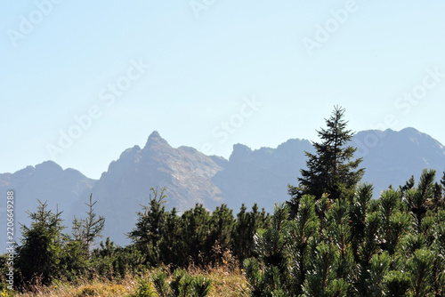 Kościelec mountain peak with Orla Perć ridge behind Pinus mugo in Hala Gąsienicowa Tatry Poland