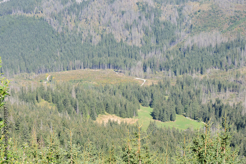Green glade in Dolina Jaworzynka valley surrounded by coniferous spruce forest Tatry Poland