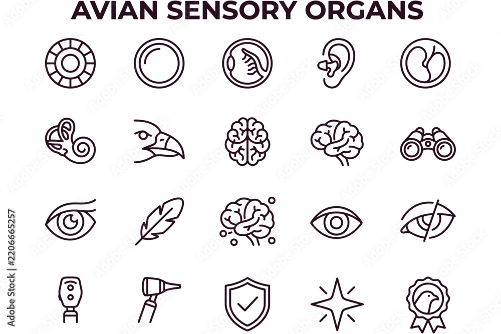 Fototapeta premium Educational avian sensory organs icon set featuring eye, ear, brain, feather, and magnifying glass symbols for scientific or biological presentations on white background